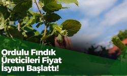 Ordulu Fındık Üreticileri Fiyat İsyanı Başlattı!