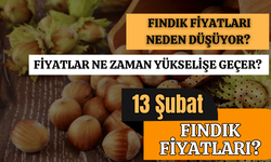 Fındık Fiyatları Neden Düşüyor? Fiyatlar Ne Zaman Yükselişe Geçer? 13 Şubat Fındık Fiyatları…