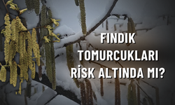 Fındık Tomurcukları Risk Altında Mı?