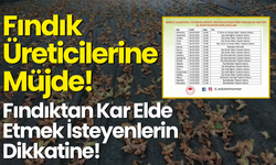 Fındık Üreticilerine Müjde! Fındıktan Kar Elde Etmek İsteyenlerin Dikkatine!