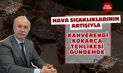 Hava Sıcaklıklarının Artışıyla Kahverengi Kokarca Tehlikesi Gündemde