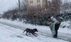 HAYDİ ekibinden sokak hayvanlarına mama desteği