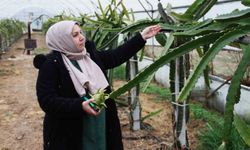 Kadın girişimci, Çarşamba Ovası’nda ‘ejder meyvesi’ yetiştirdi