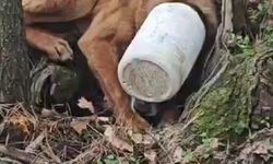 Kafasına plastik bidon sıkışan köpeğe yardım eli