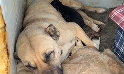 Kangal köpeğinin yavru köpek merhameti iç ısıttı