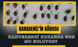 Karadeniz’in Kâbusu Kahverengi Kokarca Son mu Buluyor?