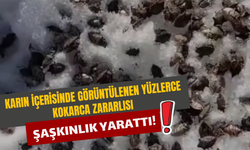 Karın İçerisinde Görüntülenen Yüzlerce Kokarca Zararlısı Şaşkınlık Yarattı!