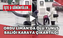 Ordu Liman’da Ölü Yunus Balığı Karaya Çıkartıldı