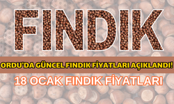 Ordu'da 18 Şubat 2025 Güncel Fındık Fiyatları Açıklandı!