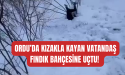 Ordu’da Kızakla Kayan Vatandaş Fındık Bahçesine Uçtu!