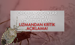 Ordu’da Soğuklar Kokarcayı Yok Edecek mi? Uzmandan Kritik Açıklama!