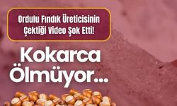 Ordulu Fındık Üreticisinin Çektiği Video Şok Etti! Kokarca Ölmüyor…