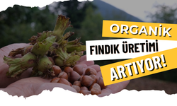 Organik Fındık Üretimi Artıyor