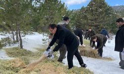 Yaban hayvanları için karla kaplanan ormanlara yem bıraktılar