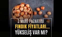 3 Mart Pazartesi Fındık Fiyatları? Fındık Fiyatlarında Yükseliş Var Mı?