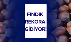 Fındık Rekora Gidiyor!