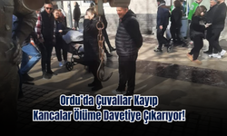 Ordu’da Çuvallar Kayıp, Kancalar Ölüme Davetiye Çıkarıyor!