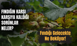 Fındığın Karşı Karşıya Kaldığı Sorunlar Neler? Fındığı Gelecekte Ne Bekliyor?