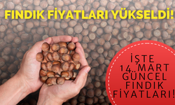 Fındık Fiyatları Yükseldi! İşte 14 Mart Güncel Fındık Fiyatları!