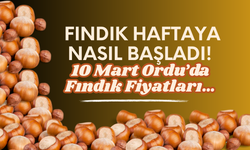 Fındık Haftaya Nasıl Başladı! 10 Mart Ordu’da Fındık Fiyatları…