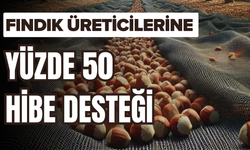 Fındık Üreticilerine Yüzde 50 Hibe Desteği