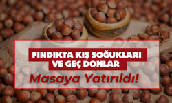 Fındıkta Kış Soğukları ve Geç Donlar Masaya Yatırıldı!