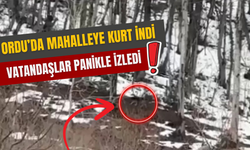 Ordu’da Mahalleye Kurt İndi! Vatandaşlar Panikle İzledi