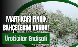 Mart Karı Fındık Bahçelerini Vurdu! Üreticiler Endişeli