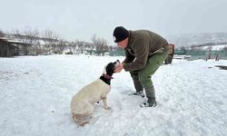 Öğretmenliktin vazgeçti, av köpeği eğitiyor