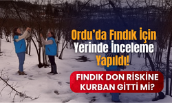 Ordu’da Fındık İçin Yerinde İnceleme Yapıldı! Fındık Don Riskine Kurban Gitti Mi?