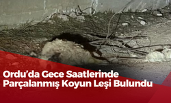 Ordu’da Gece Saatlerinde Parçalanmış Koyun Leşi Bulundu