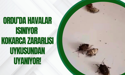 Ordu’da Havalar Isınıyor, Kokarca Zararlısı Uykusundan Uyanıyor!