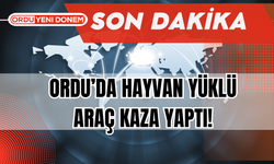 Ordu’da Hayvan Yüklü Araç Kaza Yaptı!