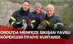 Ordu'da Menfeze Sıkışan Yavru Köpekleri İtfaiye Kurtardı