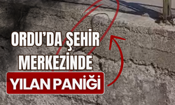 Ordu’da Şehir Merkezinde Yılan Paniği