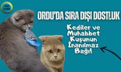 Ordu’da Sıra Dışı Dostluk: Kediler ve Muhabbet Kuşunun İnanılmaz Bağı!