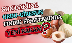 Son Dakika! Ordu-Giresun Fındık Fiyatlarında Yeni Rakam!