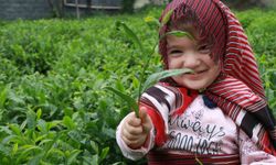 Açıklanan çay taban fiyatı Rizelileri böldü
