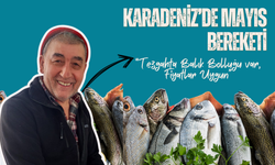 Karadeniz’de Mayıs Bereketi: Cemil Türkmen “Tezgahta Balık Bolluğu, Fiyatlar Uygun”