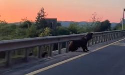 Bolu’da yol kenarında boz ayı ve yavruları görüntülendi