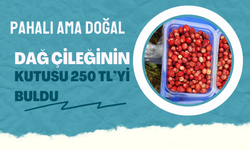Pahalı Ama Doğal: Dağ Çileğinin Kutusu 250 TL’yi Buldu