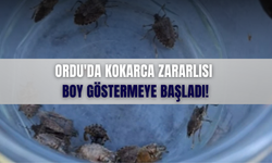 Ordu'da Kokarca Zararlısı Boy Göstermeye Başladı!