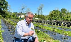 Eski başkanın "şifa bahçesi": Siyasi yorgunluğu tıbbi aromatik bitkilerle atıyor