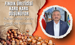 Fındık Üreticisi Kara Kara Düşünüyor: Kokarcadan Sonra Şimdi de Külleme Alarmı!