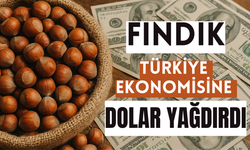 Fındık, Türkiye Ekonomisine Dolar Yağdırdı: 7 Ayda Rekor Gelir!
