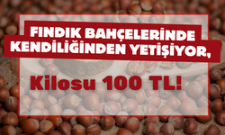 Fındık Bahçelerinde Kendiliğinden Yetişiyor, Kilosu 100 TL!