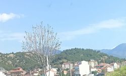 Kastamonu’da otomobil ağaca çarptı: 2 yaralı
