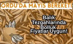 Ordu’da Mayıs Bereketi: Balık Tezgahlarında Bolluk, Fiyatlar Uygun!
