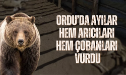 Ordu’da Ayılar Hem Arıcıları Hem Çobanları Vurdu