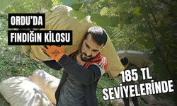 Ordu’da Fındığın Kilosu 185 TL Seviyelerinde